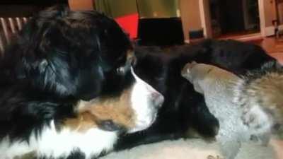Squirrel makes dog nut