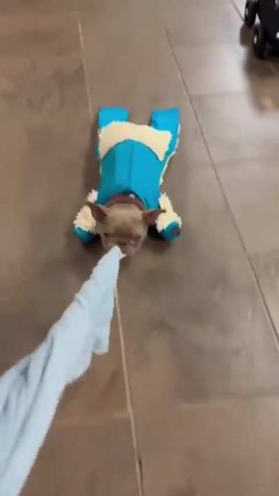 This is Phelps. He got a special new mop suit to help clean the floors while playing his favorite game. 14/10