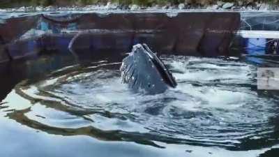 WCGW not checking your fishing nets for holes and humpback whale sneaks in eats 13 million dollars in salmon