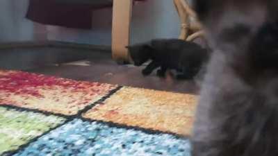 My Cat had little floofs a while a go.