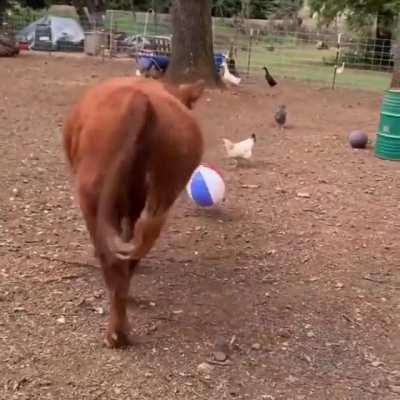 Happy cow plays with a beach ball