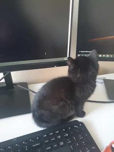 This is how I keep him away from my keyboard