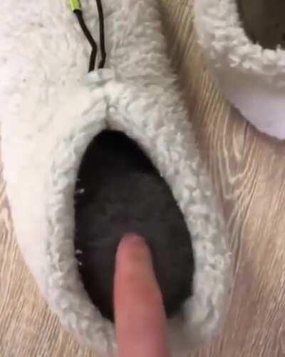 Lil slipper pocket kitty