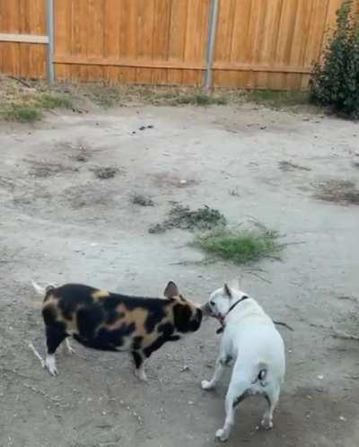 Pig and Pup Play Date