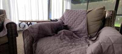 The queen has claimed her throne! Luna ☪️