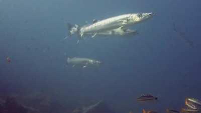 Any love for some Barracuda buddies?