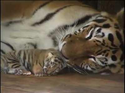 Smol and capable of murder