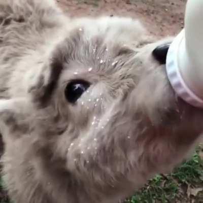 Nom nom nom so delicious