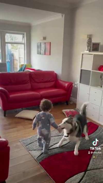 Husky + baby = play time