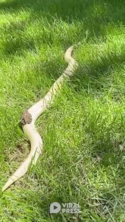 Snake train like a boss 😎