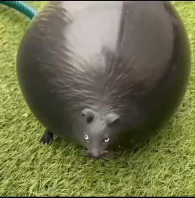 Thanks, I hate big water mouse