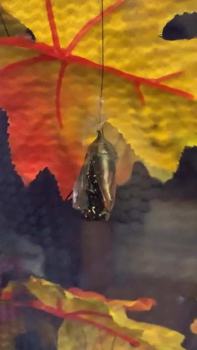 This is from yesterday (a late bloomer). Thought I’d share.