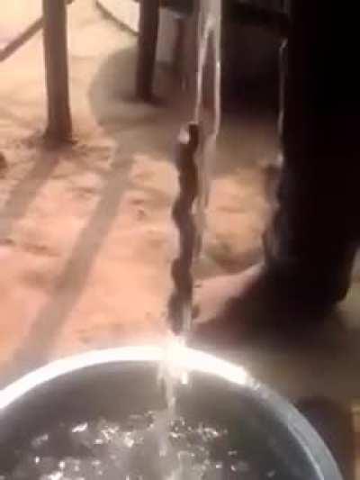 Это всего лишь крученная палка, но ссать в каком-нибудь австралийском водоеме я бы не рекомендовал.