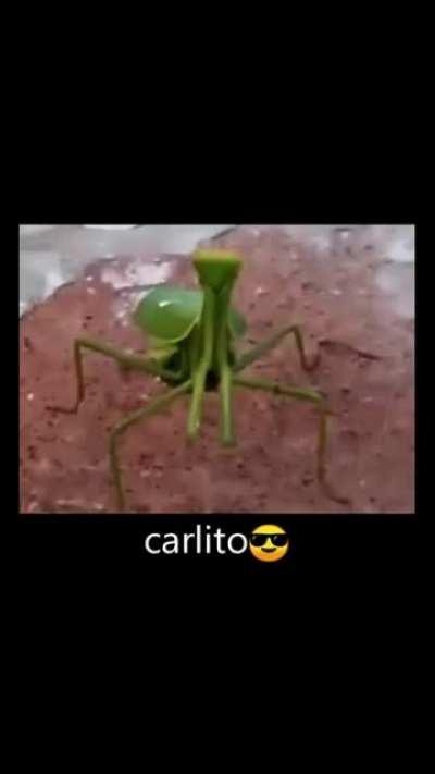 🦗🪲😎