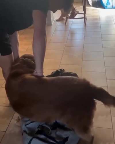 This golden retriever refuses  to let her human leave for college