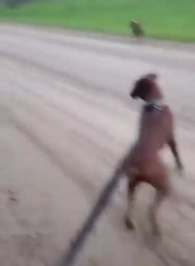 Donkey Laughs at Dog who shocks itself on Fence