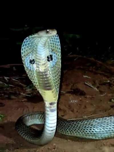Beautiful Spectecaled Cobra.