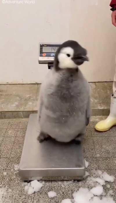 A struggle to weigh a 97-day-old baby emperor penguin.