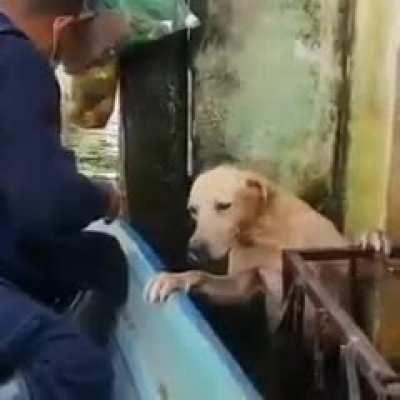 Rescuers save stranded dog from floods. Do Good Every Day 🚀🚀🐶🐶