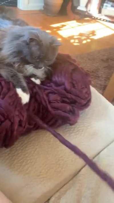 Well, she’ll at least win the cutest “helper” award…