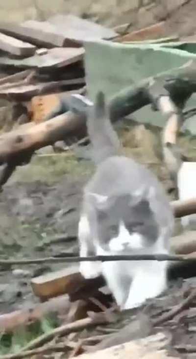 Ukrianian soldier is calling the cat Murchik to join him in order to take cover in trenches since because of the enemy's fire