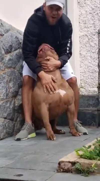 Absolute unit of a dog.