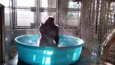 Silverback gorilla having a blast in kiddy pool (xpost /r/publicfreakout)