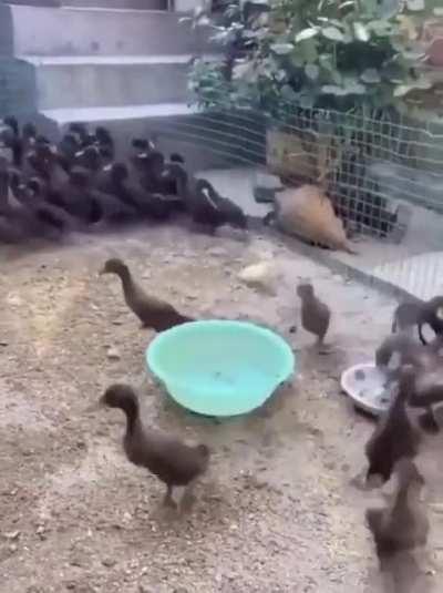 Amk ırkçıları :(