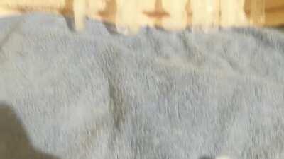 Little EL2008 who was rescued by the ASLC has been named... Pushki!