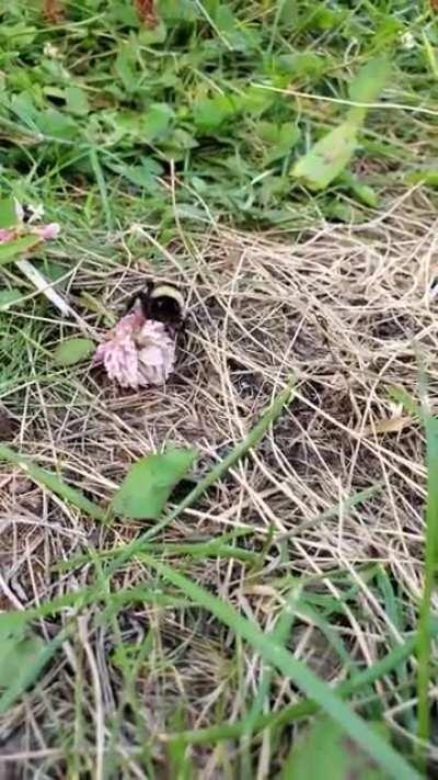 Our friendly backyard bumblebee