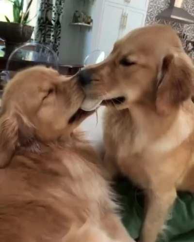 Goldens growing up together