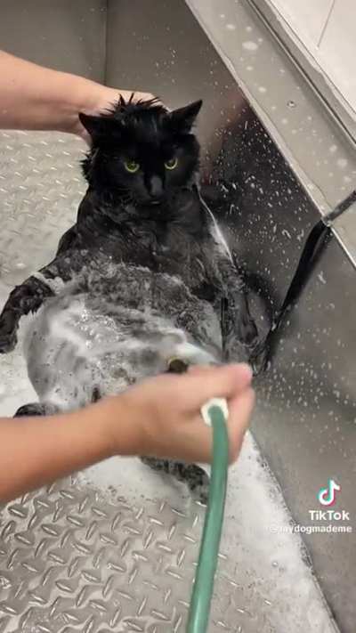 Cat getting a bath