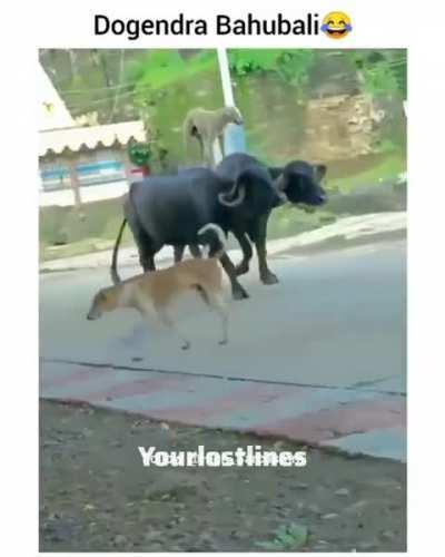 Hilarious! That just made my day! 😂