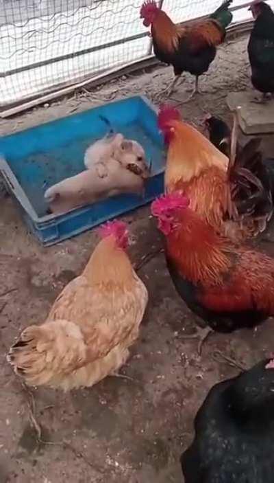 O negócio agora é rinha de cães promovidas POR galos