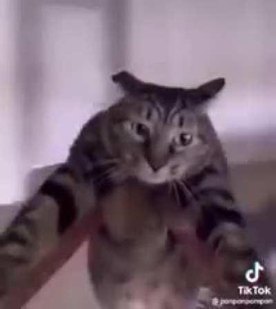 Día 8 posteando este video de un gatito girando.