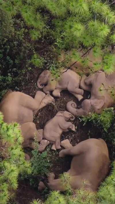 ð¥ Aerial view of completely fatigued herd of elephants