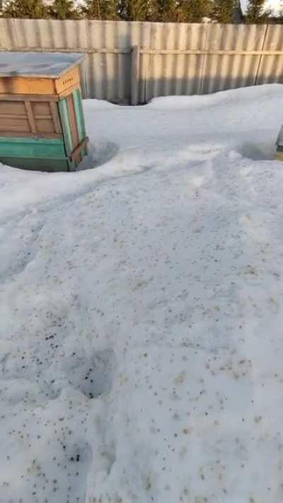 Сезон 2022 начался. Про пчёлок.