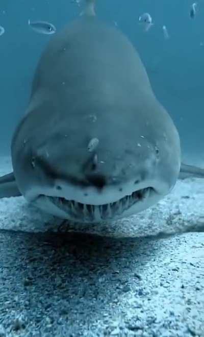 It's a staring contest