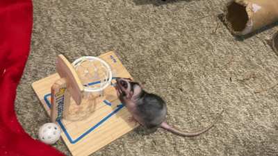 My smol rat Chickpea is learning basketball - pt 3!