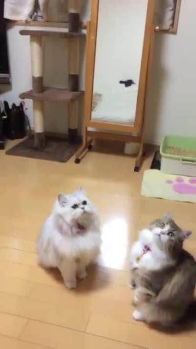 Booped by a big bubble