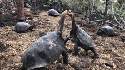 🔥 Galapagos Tortoise fight 🔥
