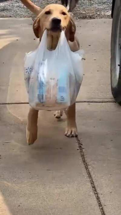 The goodest boi and the goodest tail