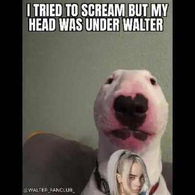 Walter and Billie Ireland are frnds