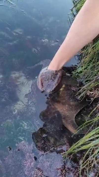 Playing with an octopus