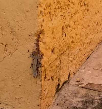 Ants helping a dead lizard going up to lizard heaven