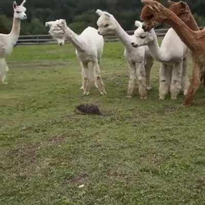 🔥 A hedgehog passing through a herd of alpacas 🔥