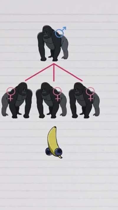 Um pouco de conhecimento para vcs