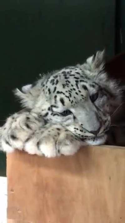 Meet Koshi the snow leopard