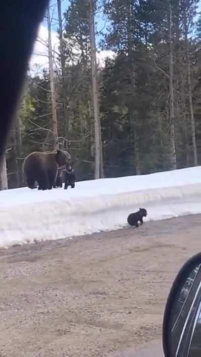 Don't mess With Mama Bear