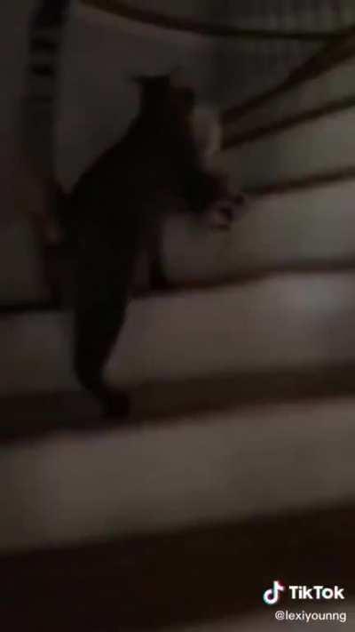 Cat steals bread from counter